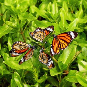 台灣蝴蝶保育學會社區推廣課程 — 台灣蝴蝶生態講座